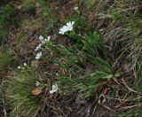 Lychnis samojedorum. Цветущее растение. Архангельская обл., Холмогорский р-н, окр. пос. Усть-Пинега, крутой берег р. Пинега. 16.06.2014.