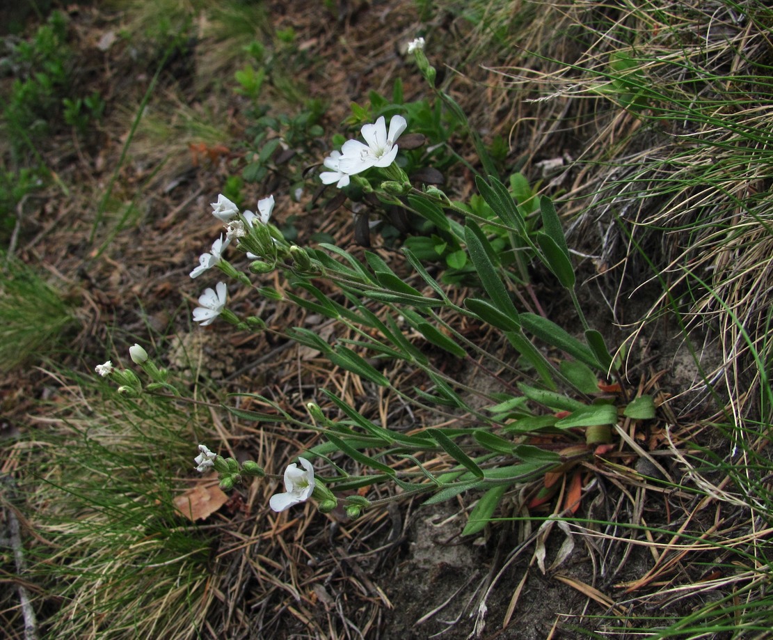 Image of Lychnis samojedorum specimen.