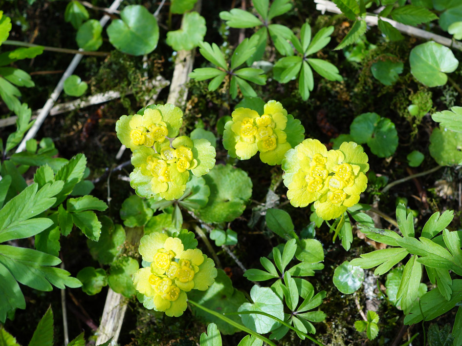 Image of Chrysosplenium alternifolium specimen.