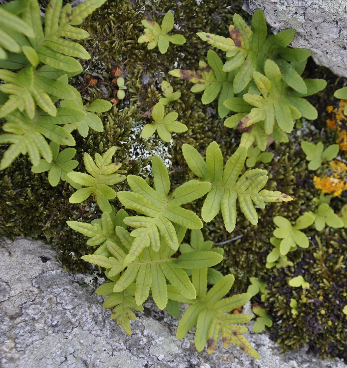 Изображение особи род Polypodium.