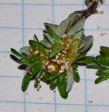Ifloga spicata ssp. obovata