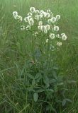 Trifolium montanum. Цветущее растение. Белгородская обл., Губкинский р-н, запов. «Белогорье», Ямская степь. 12 июня 2009 г.