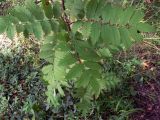 Sorbus sibirica. Листья. Свердловская обл., г. Екатеринбург, окр. пос. Шабровский, берёзовый лес. 15.08.2015.