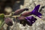 Anchusa hybrida