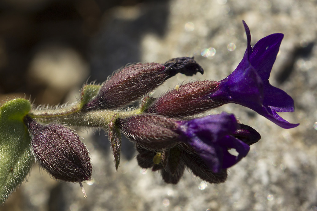 Image of Anchusa hybrida specimen.