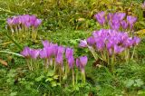 Colchicum speciosum. Цветущие растения. Средний Урал, Пермский край, Добрянский р-н, 5 км от ст. Ярино, опушка смешанного леса, давно заброшенный садовый участок, в культуре. 4 октября 2014 г.