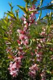 Amygdalus nana. Ветви с цветками. Донецк, глинистый склон ж-д насыпи. 16.04.2016.