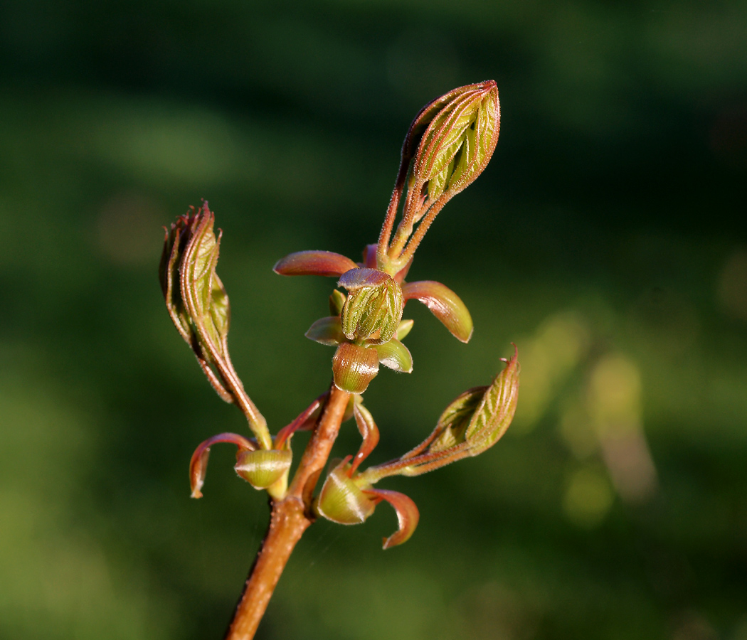 Image of Acer platanoides specimen.
