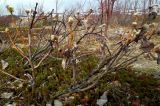 Salix lanata