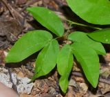 Calliandra разновидность emarginata