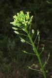 Camelina microcarpa