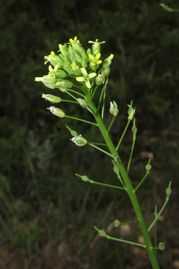 Изображение особи Camelina microcarpa.