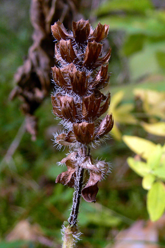 Изображение особи Prunella vulgaris.