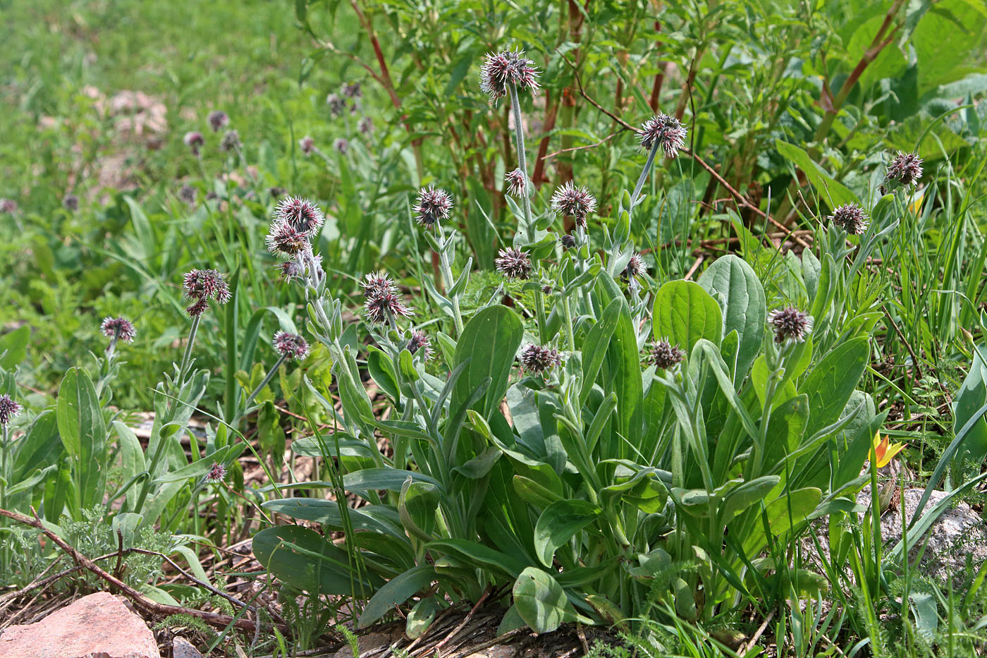 Изображение особи Solenanthus karateginus.