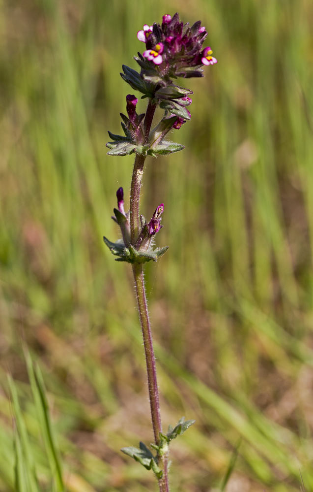 Изображение особи Parentucellia latifolia.