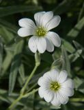 Cerastium tomentosum