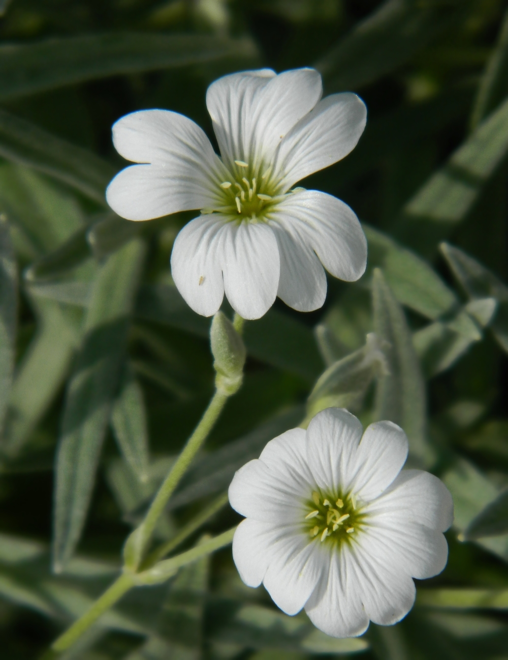 Image of Cerastium tomentosum specimen.