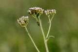 Achillea collina