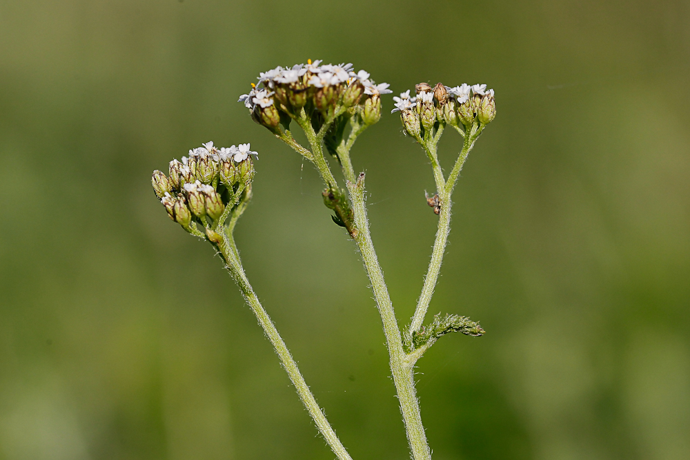 Изображение особи Achillea collina.