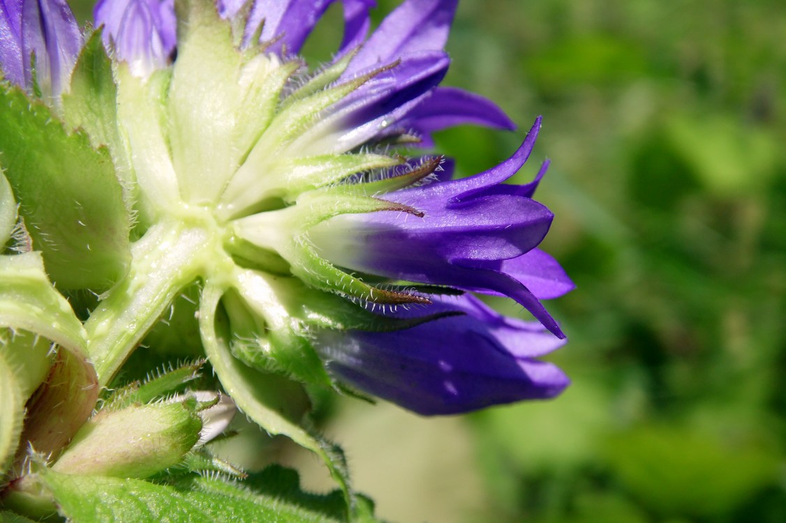 Изображение особи Campanula glomerata.