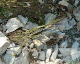 Aegilops разновидность hirta