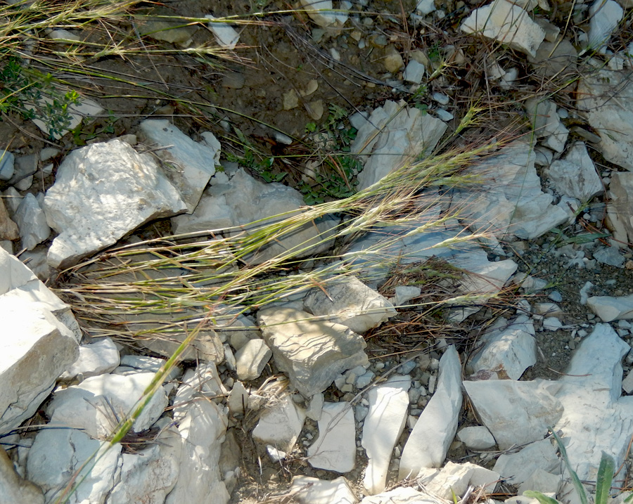 Image of Aegilops triuncialis var. hirta specimen.