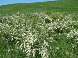 Spiraea crenata. Цветущие растения. Нижегородская обл., Краснооктябрьский р-н, окр. с. Ендовищи, луговая степь по открытому склону. 1 июня 2011 г.