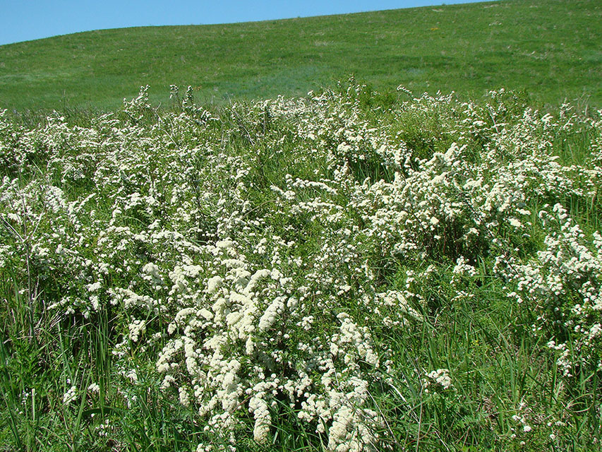 Изображение особи Spiraea crenata.