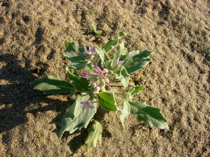 Image of Cithareloma vernum specimen.