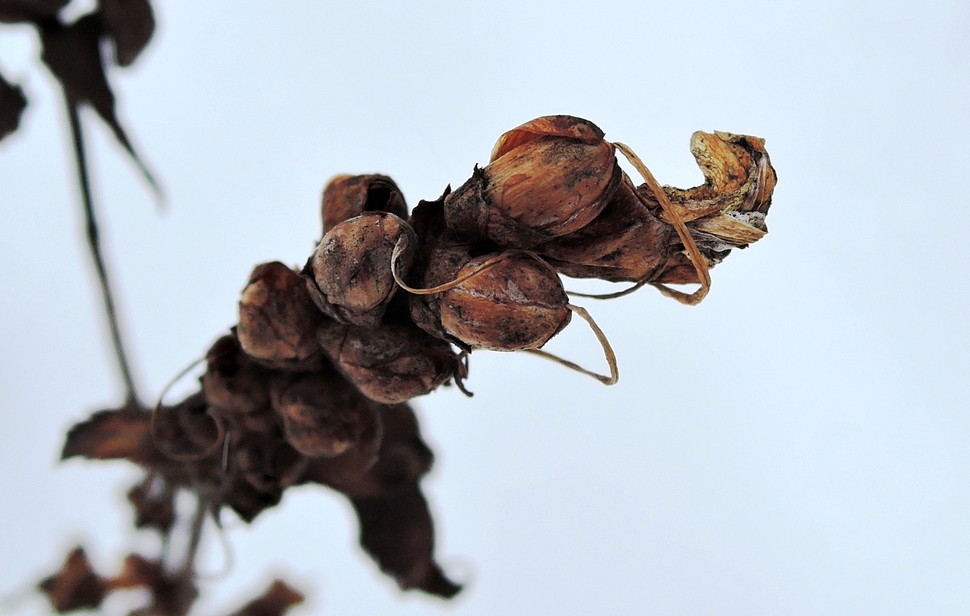 Изображение особи Chelone obliqua.