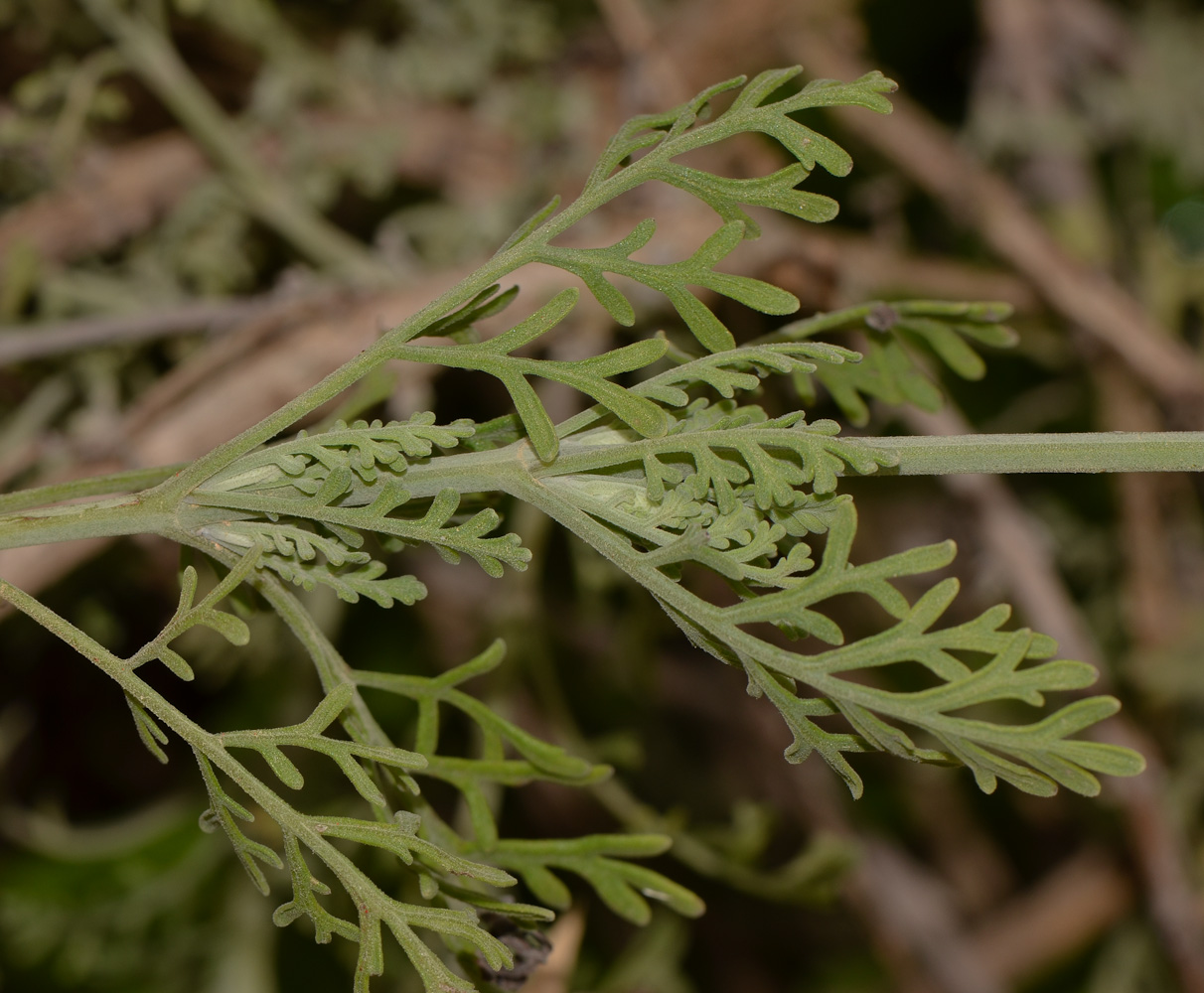 Image of Lavandula multifida specimen.