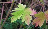 Geranium bohemicum