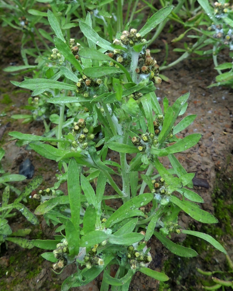 Изображение особи Gnaphalium pilulare.