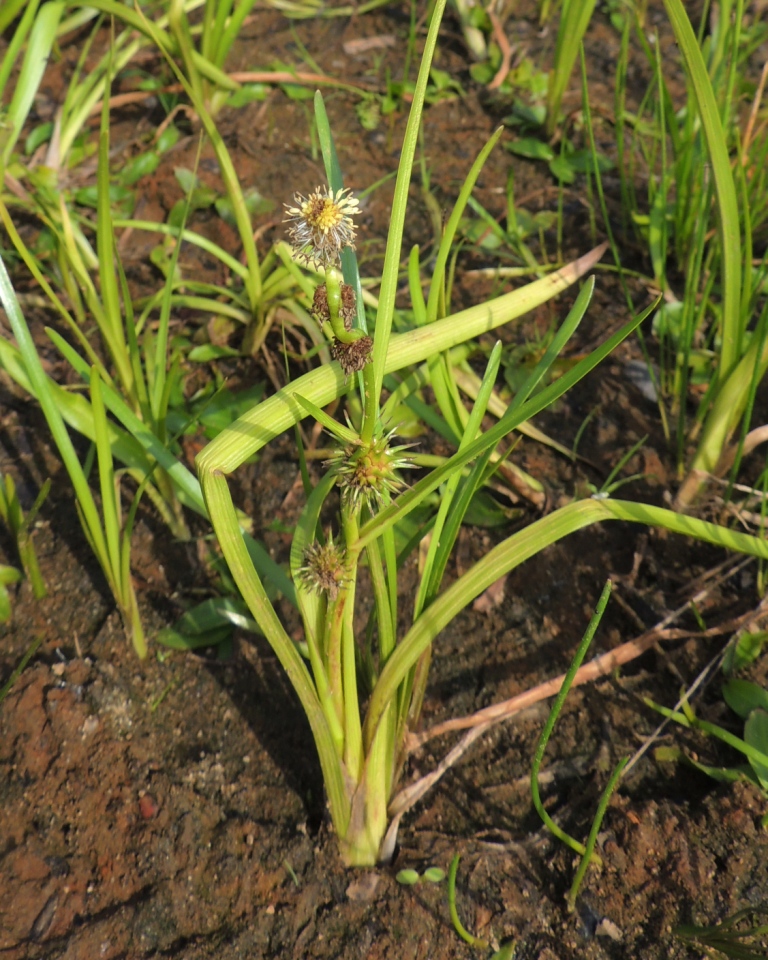 Image of Sparganium emersum specimen.