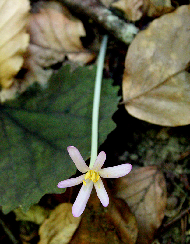 Image of Colchicum umbrosum specimen.