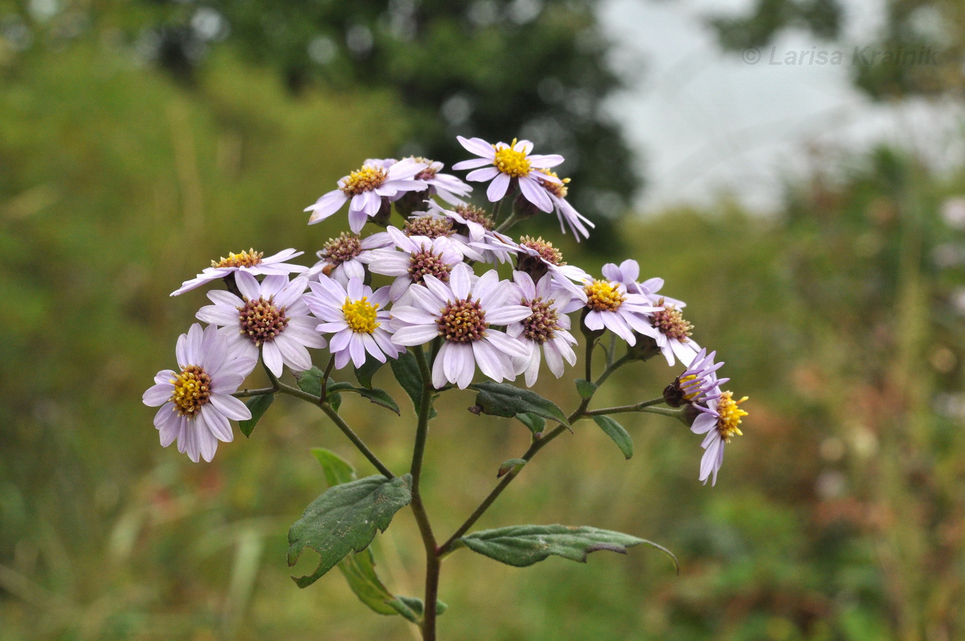 Изображение особи Aster ageratoides.