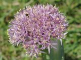 Allium подвид shelkovnikovii