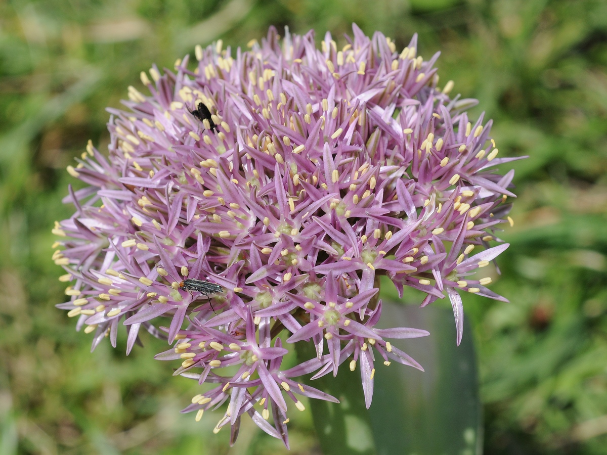 Image of Allium akaka ssp. shelkovnikovii specimen.