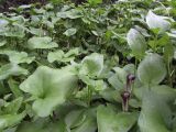 Arisarum vulgare. Цветущие растения. Испания, автономное сообщество Каталония, провинция Жирона, комарка Баш Эмпорда, муниципалитет Калонже, теневой берег малой реки. 26.10.2016.