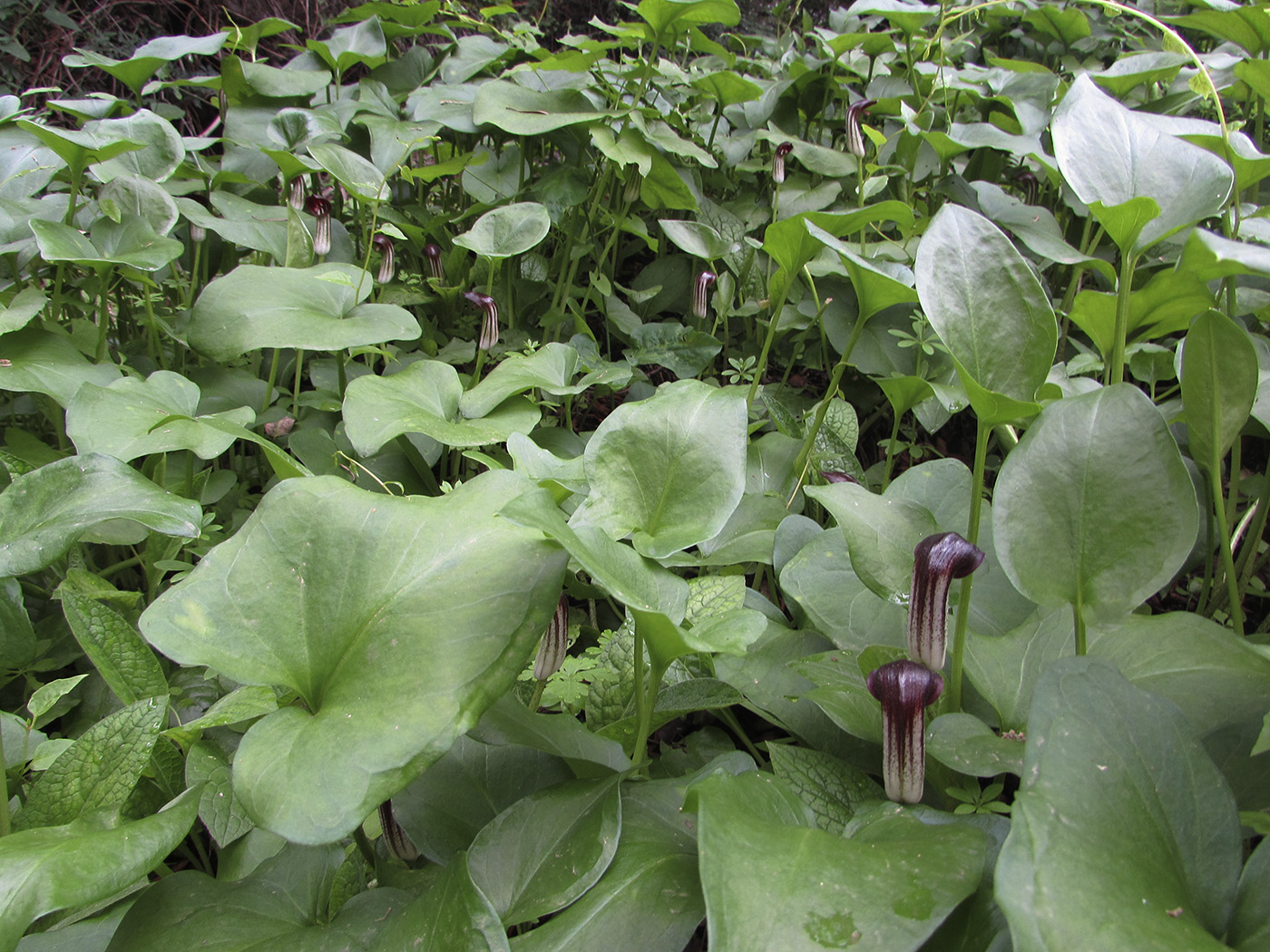 Image of Arisarum vulgare specimen.