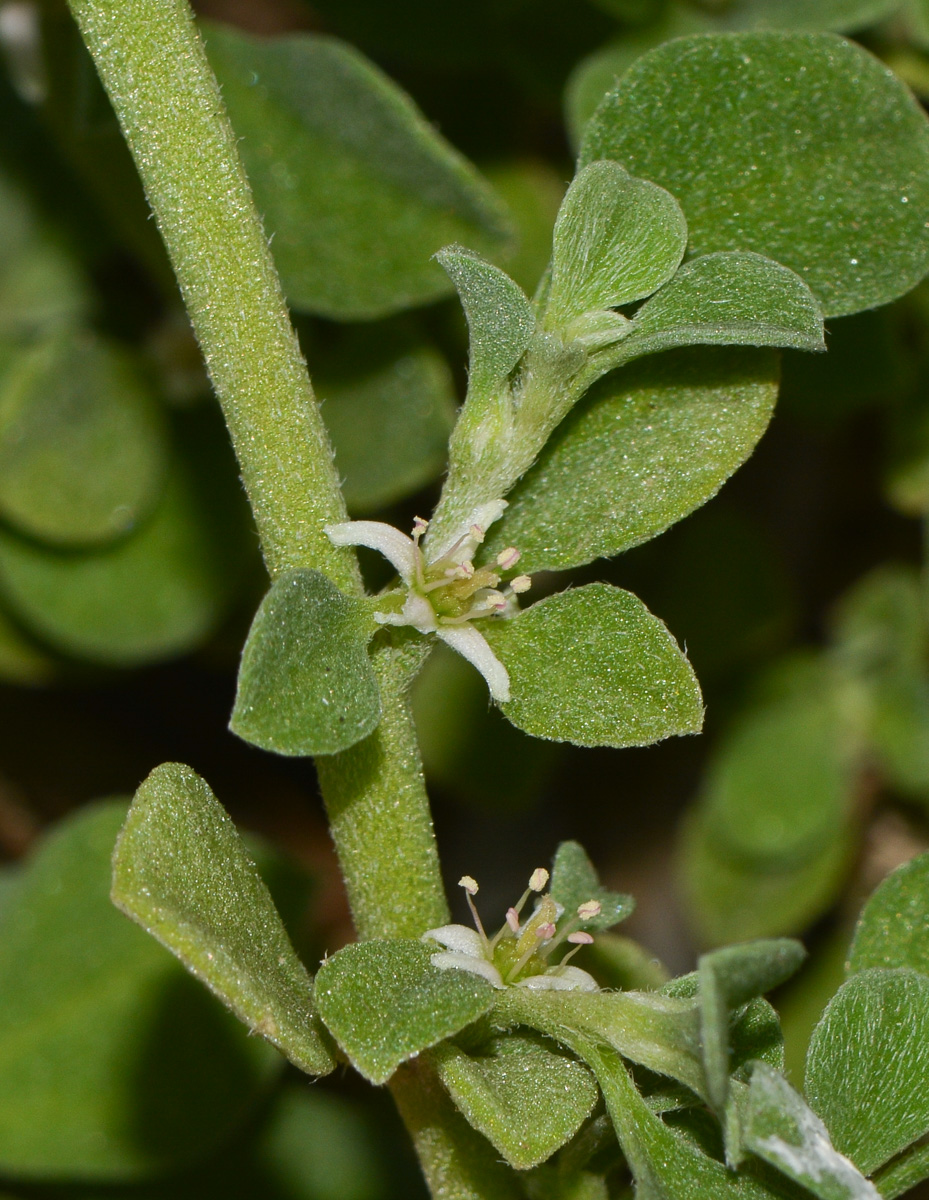 Изображение особи Galenia pubescens.