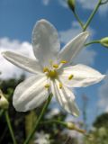 Anthericum ramosum