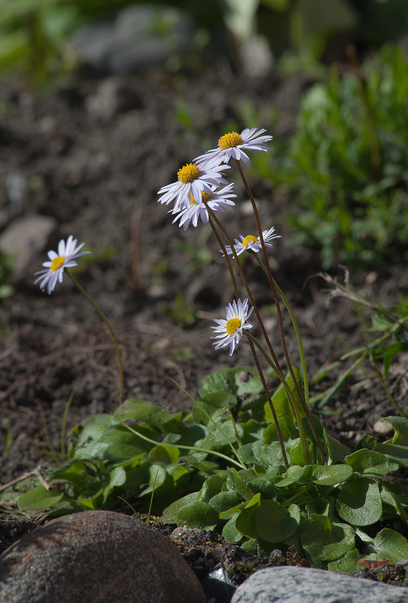 Изображение особи Bellis caerulescens.