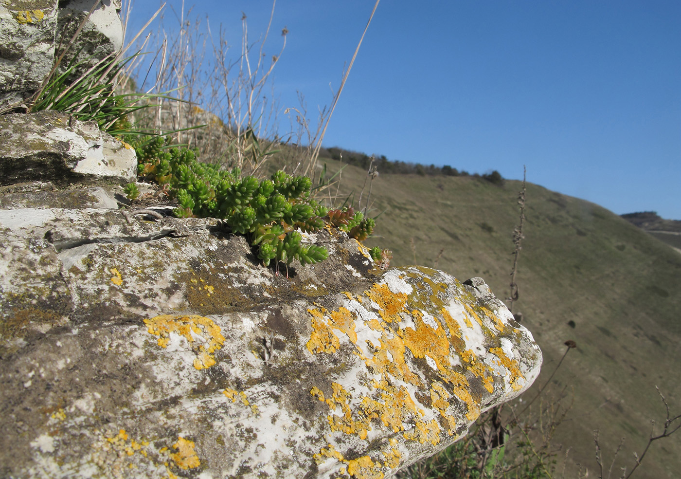 Image of Sedum acre specimen.