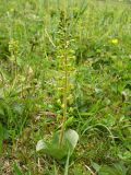 Listera ovata. Цветущее растение. Нидерланды, провинция Friesland, о-в Schiermonnikoog, луг у подножия старой дюны. 24 мая 2010 г.