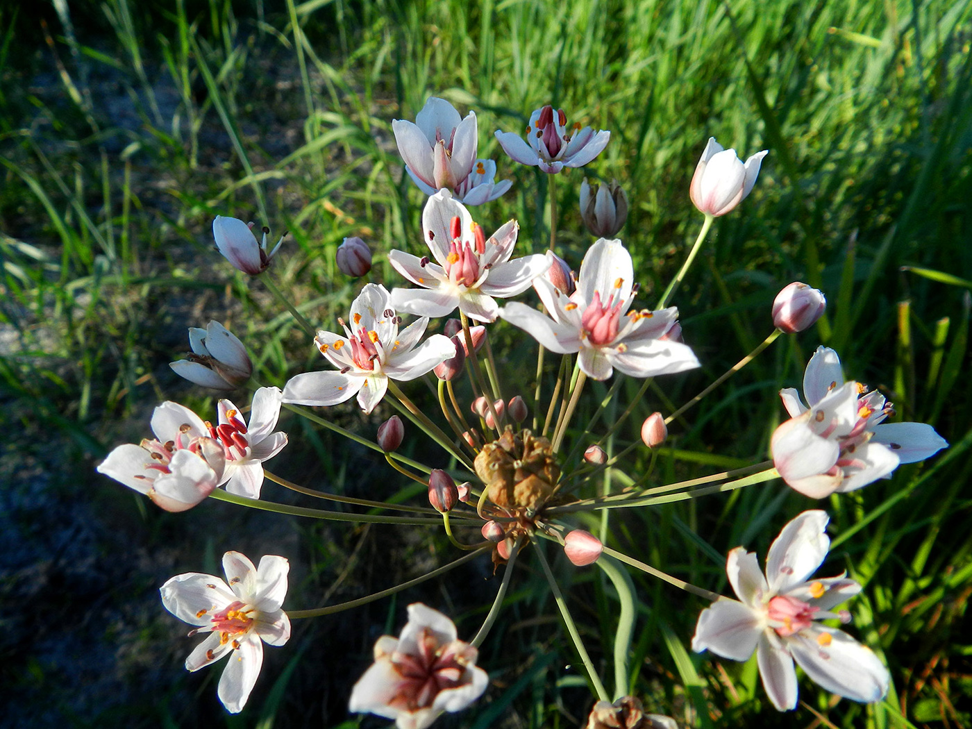 Изображение особи Butomus umbellatus.