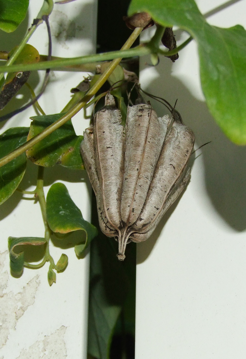 Изображение особи Aristolochia littoralis.