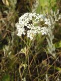 Pimpinella saxifraga. Соцветие. Украина, Запорожский р-н, Дурная балка, разнотравная степь. 17.07.2016.