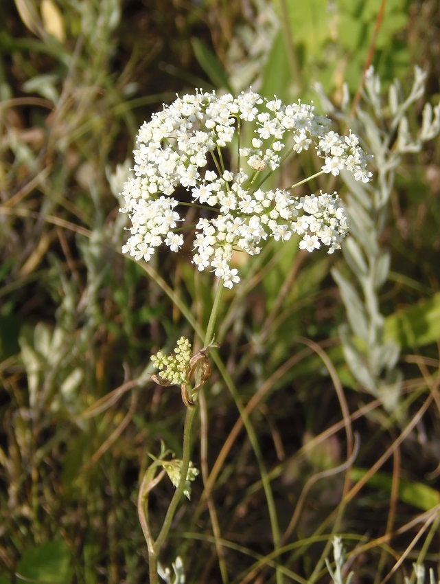 Image of Pimpinella saxifraga specimen.