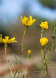 Hieracium filifolium